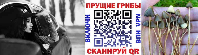 Галлюциногенные грибы Psilocybe  Купить  Макарьев 